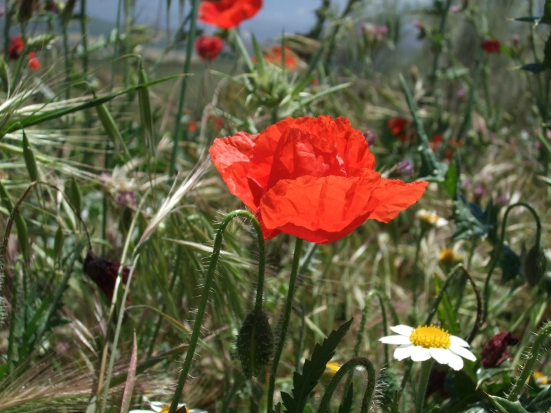 Anadalusien 2009 - 0557 